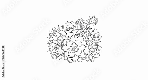 Delicate sketch of clustered succulents on a white background