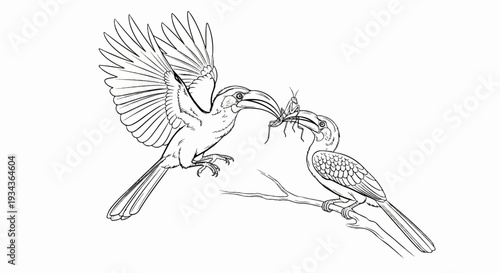 Two birds on a branch, one flying, feeding the other an insect