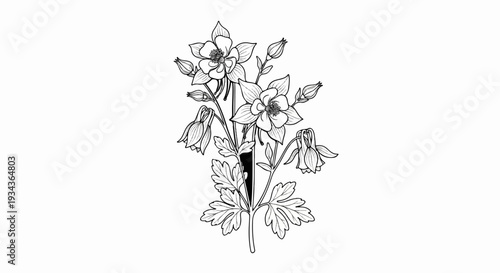 Black and white line art of columbine flowers with buds