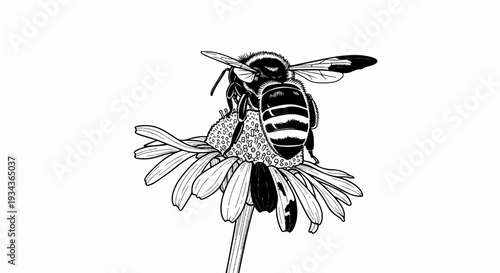 A striped bee with fuzzy body lands on a daisy, collecting pollen