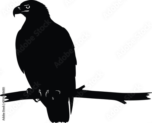 Eagle silhouette perched on branch, black bird of prey vector illustration isolated for logo design, tattoo stencil, wildlife artwork
