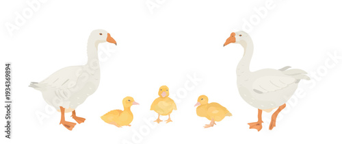 Cute cartoon farm birds collection. Vector hand drawn illustrations of Goose family. Geese and little gosling isolated on white background. Set of poultry icon clip art. 