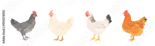 Cute cartoon farm Birds collection. Vector hand drawn illustrations of red, brown, white and grey Chicken (Hen) isolated on white background. Set of poultry icon clip art.