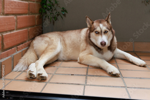 Red Siberian Husky dog with blue eyes resting on terracotta tiles by a brick wall