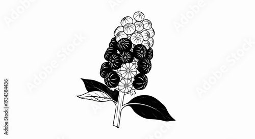 A detailed black and white illustration of a flowering plant with berries and leaves