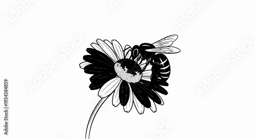 Black and white illustration of a bee collecting nectar from a daisy