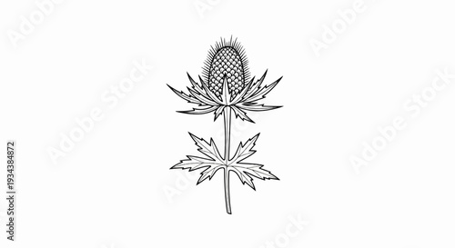 Black and white illustration of a flowering thistle plant with spiky bloom