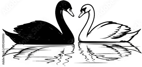 Two swans, one black and one white, face each other in the water