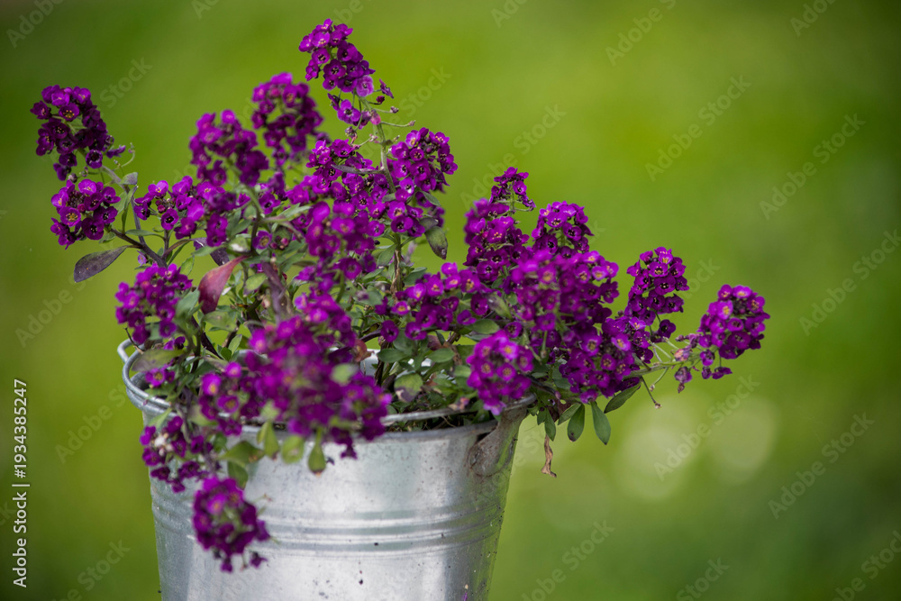 Obraz premium Purple flowers in a metal pot with a green background