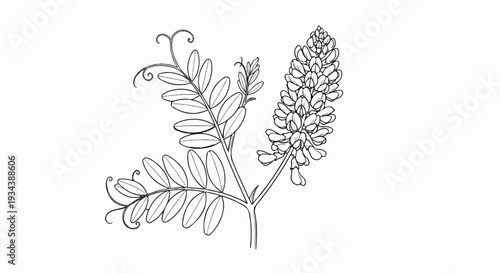 Detailed botanical illustration of a plant with compound leaves and a raceme