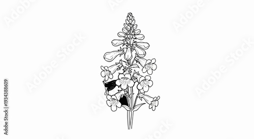 Detailed black and white illustration of a flowering plant with bell-shaped blooms