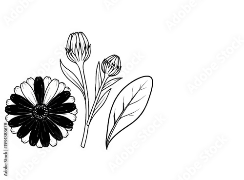 Detailed sketch of a calendula flower with buds and a leaf