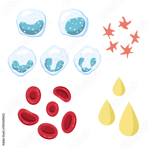 Human Blood Components Illustration- Red and White Blood Cells, Platelets, and Plasma