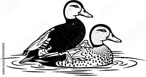 Two ducks swimming in water, one behind the other, stylized black and white