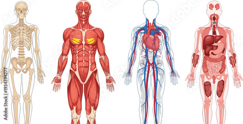 Educational human anatomy illustration set featuring detailed skeletal muscular circulatory and internal organ systems of the human body for medical science and biology study.