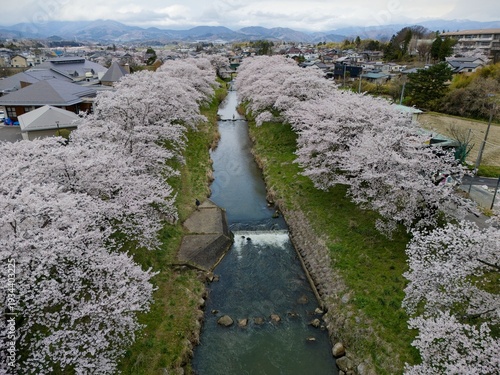 Wallpaper Mural Breathtaking Sakura Namiki Tunnel Along Fujita-Gawa River in Koriyama, Fukushima, Japan – Scenic Spring Cherry Blossoms in Full Bloom Across the Grassy Riverbanks Torontodigital.ca