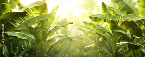 Lush green tropical banana leaves with bright sunlight. Vibrant jungle foliage background with copy space