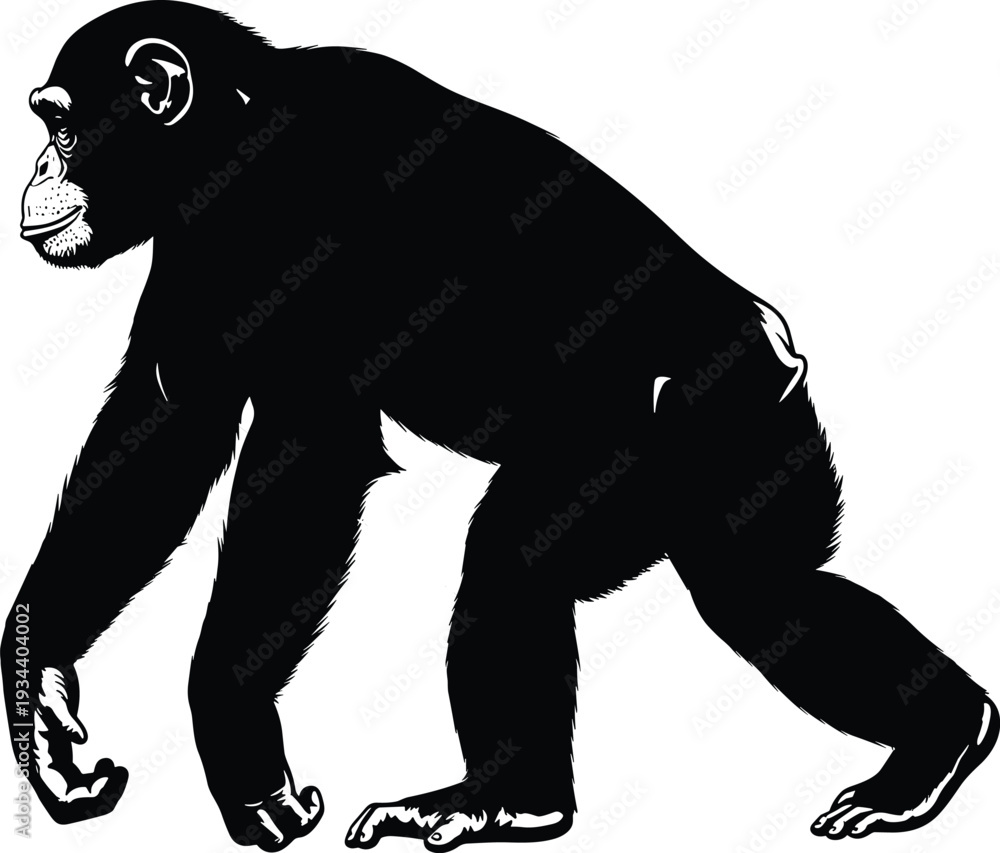Obraz premium Black and white illustration of chimpanzee walking on all fours, detailed primate anatomy profile view, zoological artwork highlighting wildlife behavior, 