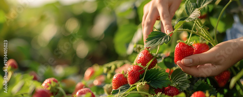 Hand picking fresh red strawberries in a lush garden. Summer harvest of organic fruit from the plant
