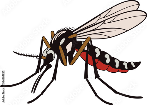 Detailed vector illustration of mosquito anatomy with wings, legs, segmented body, proboscis, thorax markings, abdomen patterns, entomology educational design