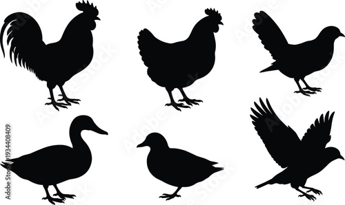 Collection of poultry and farm bird silhouettes including rooster hen duck and flying pigeon icons isolated on white background for farm animal design