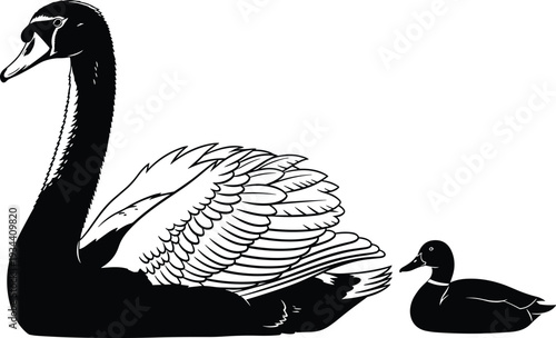 Elegant black swan with detailed feathers swimming with a small duckling on white background, graceful waterfowl illustration, mother and baby bird flat vector
