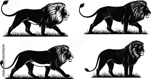 Majestic Black Lion Silhouette Set Featuring King of the Jungle Walking through Grass with Detailed Manes Isolated on White Background for Wildlife Nature Design