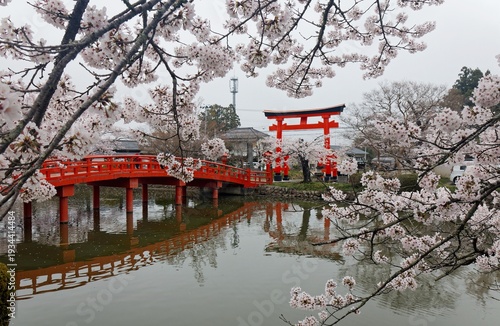 Wallpaper Mural A scenic view of the vibrant vermilion arched bridge, pond, and traditional Shinto torii gate at Suzumigaoka Hachiman Shrine in Soma City, Fukushima Prefecture, Japan, during the spring cherry blossom Torontodigital.ca