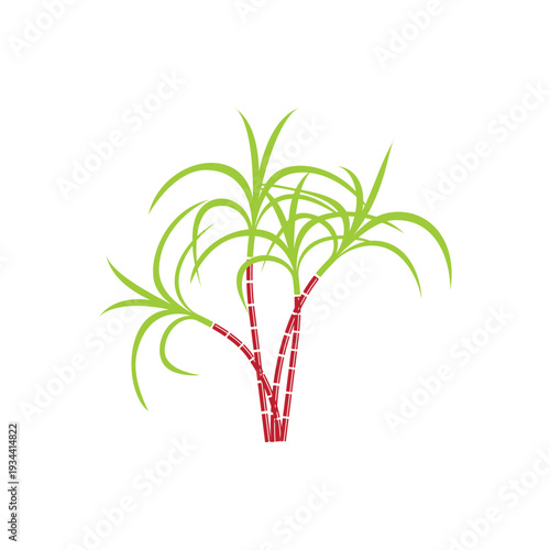Sugarcane logo and symbol vector image