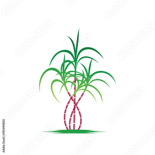 Sugarcane logo and symbol vector image