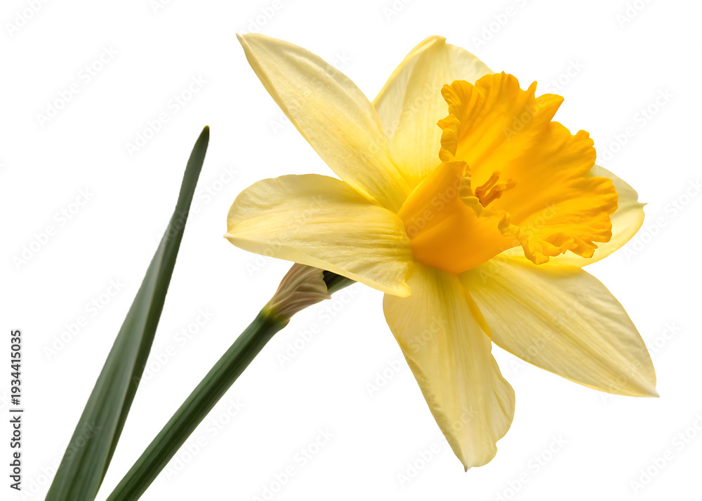 Fototapeta premium daffodil Flower isolated on transparent background