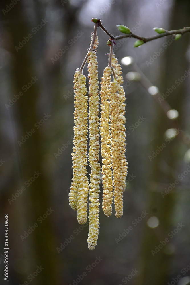 Naklejka premium Hazelnut blossom in Germany in spring