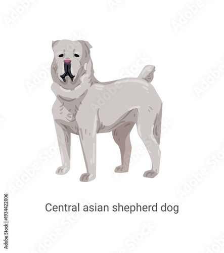 Vector illustration of a white Central Asian Shepherd dog standing on a white background.