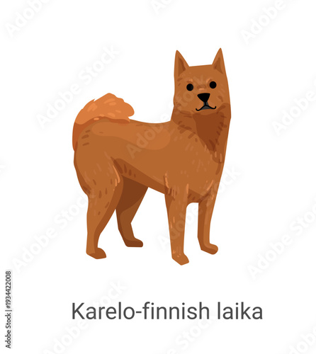 Vector illustration of a brown Karelo-Finnish Laika dog standing on a white background.
