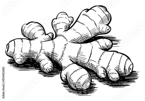 Ginger Root Hand Drawn Vector Illustration