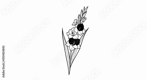 Black and white gladiolus flower illustration with a pointed stem