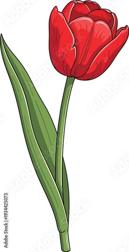 Single bright red tulip stem with elongated green leaf stands upright.