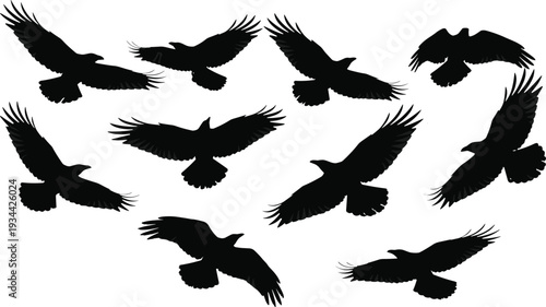 Black silhouette illustration of flying birds in varied wing positions, depicting crows or ravens in graceful motion, dynamic flight stages, and artistic design
