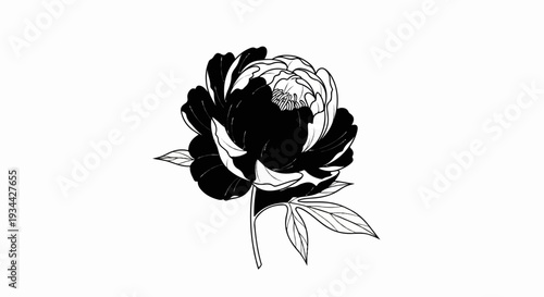 Black and white illustration of a single peony with leaves