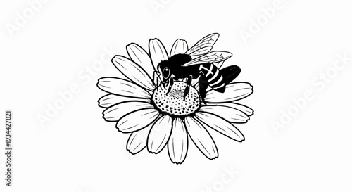 Black and white illustration of a bee collecting pollen from a daisy