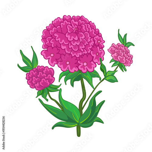 Pink flower on white background.Vibrant hydrangea, carnation or marigold bloom with lush inflorescence blossom and green leaves.Greeting card, garden theme or floral design element.Vector illustration