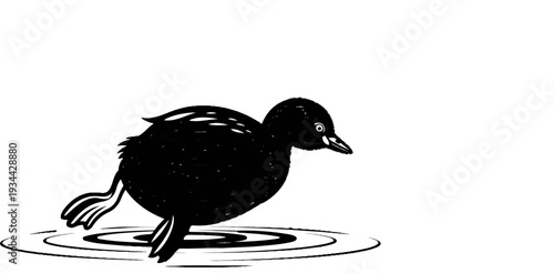 A fluffy black duckling with big eyes and webbed feet steps into water