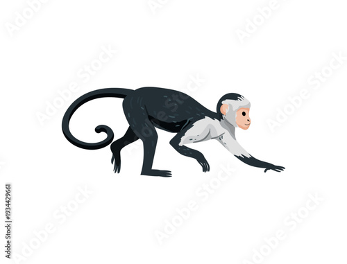 Vector illustration of a black and white monkey walking.