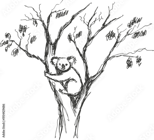 Koala climbing tree branches in nature sketch illustration with sparse leaves and rough bark