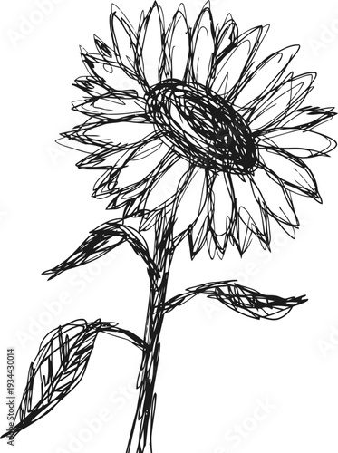 Sketch of a sunflower with leaves on a stem hand drawn floral botanical illustration