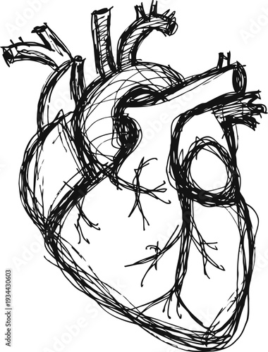 hand drawn anatomical human heart sketch with veins and arteries detailed illustration