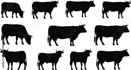 Collection of cow silhouettes in various poses including grazing and standing, farm animal vector set isolated on white background for agriculture design