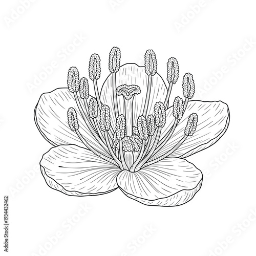 Detailed botanical illustration of a flower's reproductive parts in black and white line art