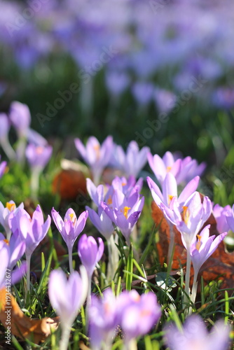 Fotografie Purple crocus flowers blooming in spring.