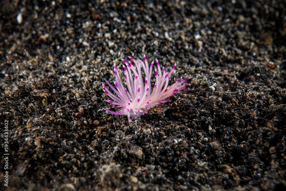 Ταπετσαρία Underwater close up macro photography of nudibranch at sea floor marine life in